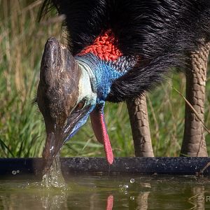 Johnson's cassowary : Hamerton : 06 Sep 2020