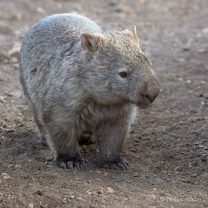 Common wombat : Hamerton : 06 Sep 2020