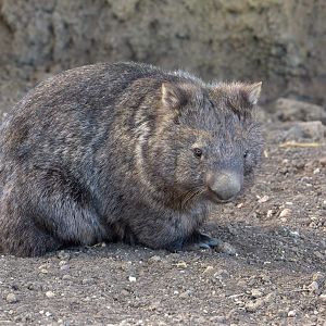 Common wombat : Hamerton : 06 Sep 2020