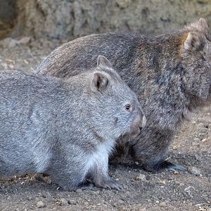 Common wombat : Hamerton : 06 Sep 2020