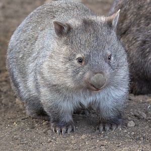 Common wombat : Hamerton : 06 Sep 2020