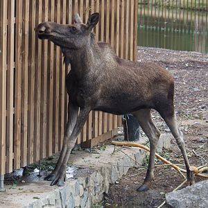 Eurasian moose (Alces alces alces), 2020-09-03