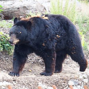 American black bear (Ursus americanus), 2020-09-02
