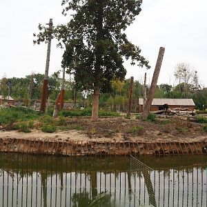 American black bear and Eurasian brown bear exhibit, 2020-09-02