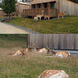 Native House lodge and Common fallow deer herd, 2020-09-03