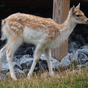 Juvenile Common fallow deer (Dama dama), 2020-09-03