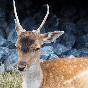Common fallow deer spike buck (Dama dama), 2020-09-03