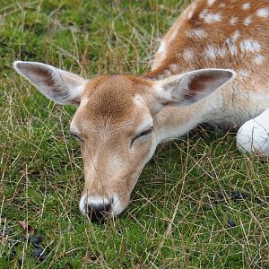 Common fallow deer doe (Dama dama), 2020-09-03