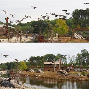Flock of geese landing in The Last Frontier, 2020-09-03