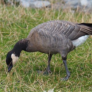 Small cackling Canada goose (Branta hutchinsii minima), 2020-09-02