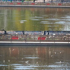 Common house martins flying above the lake, 2020-09-02