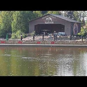 Clip of Common house martins flying above the lake, 2020-09-02