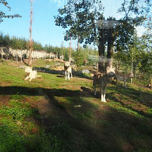 Mackenzie Valley wolf exhibit, 2020-09-02