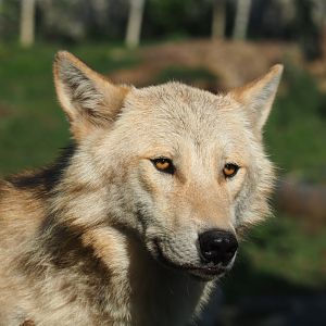 Mackenzie Valley wolf (Canis lupus occidentalis), 2020-09-02