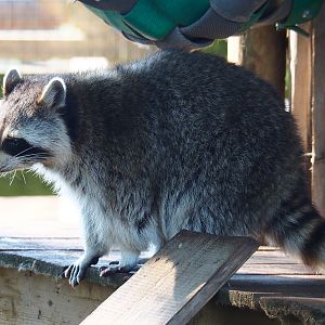 Raccoon (Procyon lotor), 2020-09-02