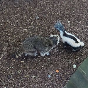 Raccoon (Procyon lotor) and Striped skunk (Mephitis mephitis), 2020-09-02