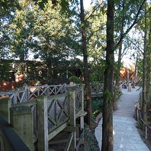Viewing area raccoon, Mackenzie Valley wolf and American bison exhibits, 2020-09-02