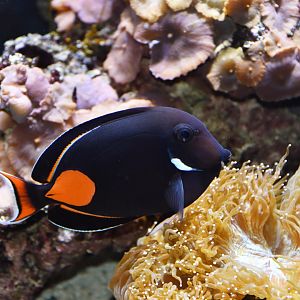 Achilles Tang (Acanthurus achilles)