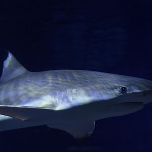 Blacktip reef shark (Carcharhinus melanopterus)