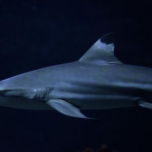 Blacktip reef shark (Carcharhinus melanopterus)