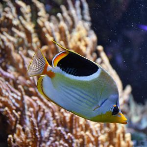Saddle Butterflyfish (Chaetodon ephippium)