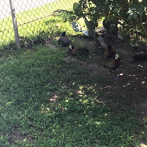 White-Faced Whistling Duck