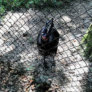 Abyssinian Ground Hornbill
