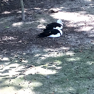 Radjah Shelducks