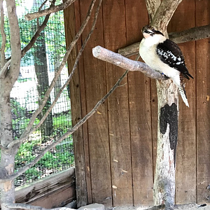 Laughing Kookaburra