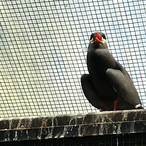 Inca Tern
