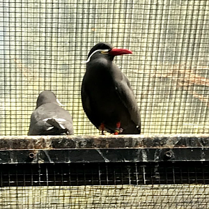 Inca Terns