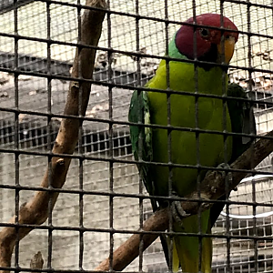Plum-Headed Parakeet