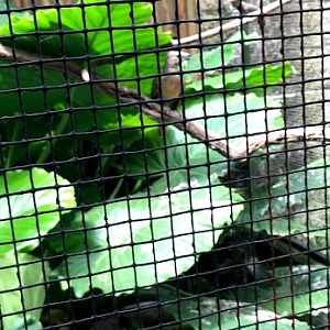 Fawn-Breasted Bowerbird