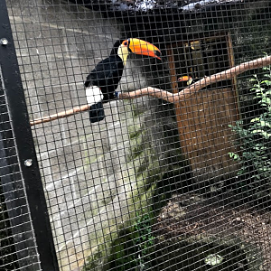 Toco Toucans