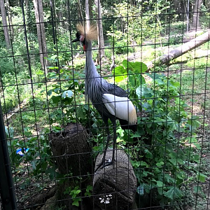 Gray Crowned Crane / East African Crowned Crane