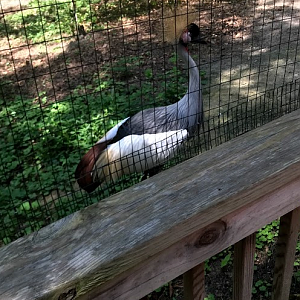 Gray Crowned Crane / East African Crowned Crane