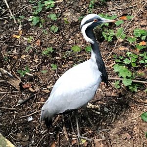 Demoiselle Crane