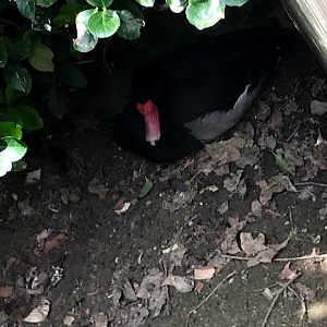 Rosy-billed pochard / Rosybill pochard