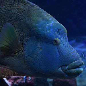 Humphead wrasse (Cheilinus undulatus)