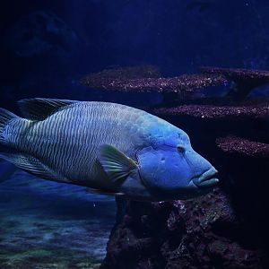Humphead wrasse (Cheilinus undulatus)