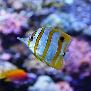 Copperband butterflyfish (Chelmon rostratus)