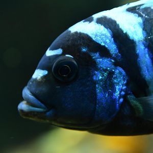 Pseudotropheus demasoni