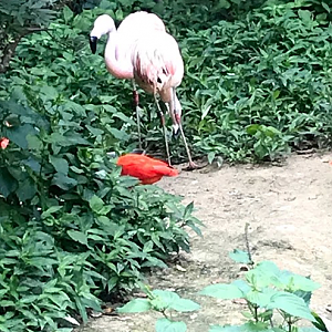 Flamingo & Scarlet Ibis