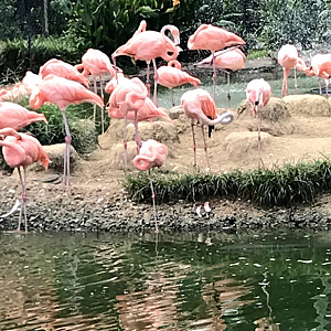 American Flamingo