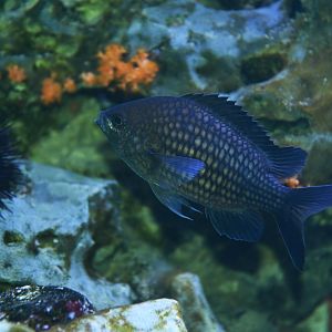 Mediterranean chromis (Chromis chormis)
