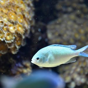 Green chromis (Chromis viridis )