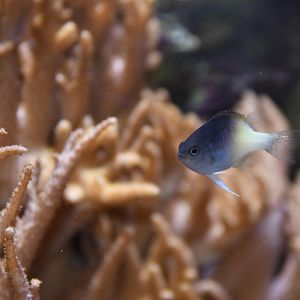 Rolland's demoiselle (Chrysiptera rollandi)
