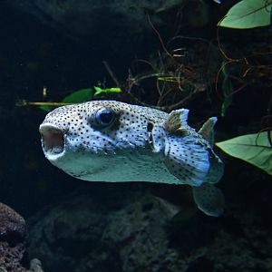 Spot-fin porcupinefish (Diodon hystrix)