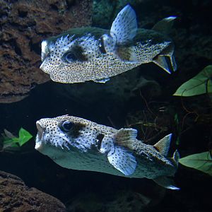 Spot-fin porcupinefish (Diodon hystrix)