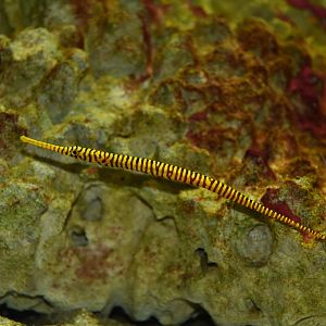 Dunckerocampus pessuliferus